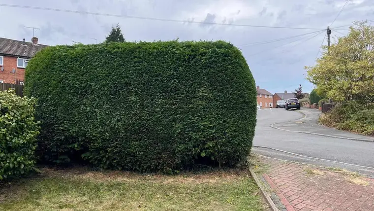 A neatly trimmed conifer hedge on a residential street